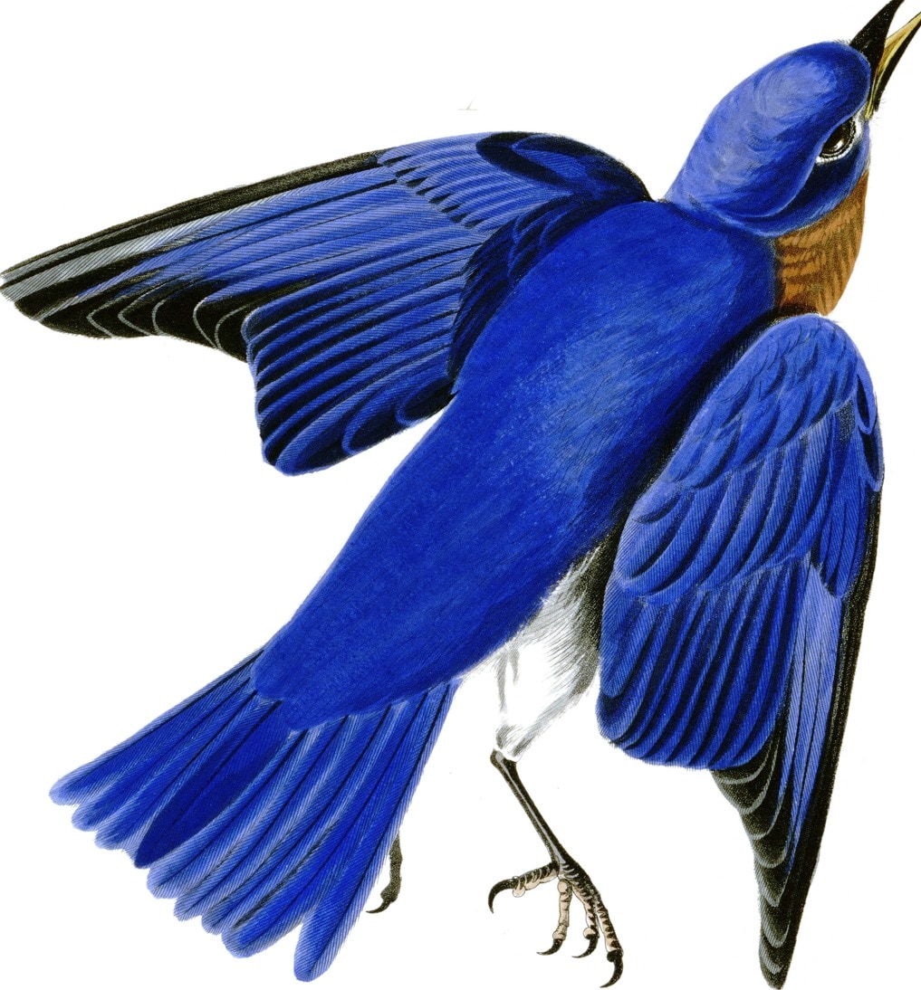 An eastern bluebird with its wings open
