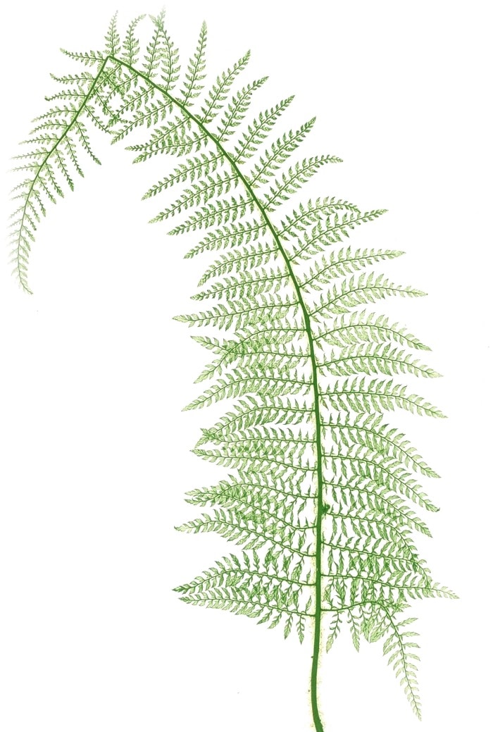A single fern frond, drawn as a plate